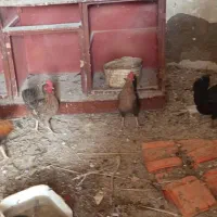 اهواز|حیوانات مزرعه|کارون, |دیوار