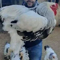 جوجه برهما اصل