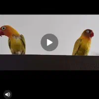 جفت کوتوله برزیلی|پرنده|شاهین‌شهر, شهرک هشت بهشت|دیوار