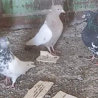 سلام تعدای کبوتر|پرنده|رفسنجان, |دیوار