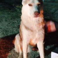 سگ نژاد هاستینگ سیبرین