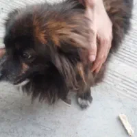 سگ پامر خرسی