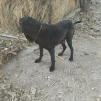 سلام برعشق بازان|سگ|سجاس رود, |دیوار