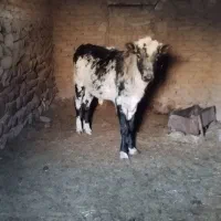 گوساله نر مناسب برای پروار|حیوانات مزرعه|زیرکوه, |دیوار