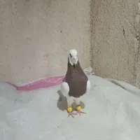 کفتر طوق سرخ|پرنده|شیراز, کوشک میدان|دیوار