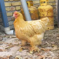 تک مرغ برهما|حیوانات مزرعه|تهران, جیحون|دیوار