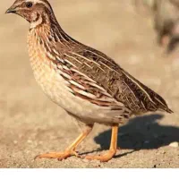 بلدرچین
