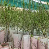 نهالستان میوه و ارقام خشکبار پالیز.