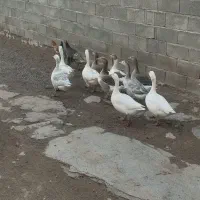 تعدادی غاز بفروش میرسد