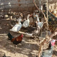 مرغ خروس غاز غو غاز