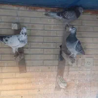 ۳تا نر پلاکی