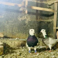 طوق نر سیاه واشری و ماده عنابی