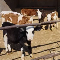 گوساله سیمینتال