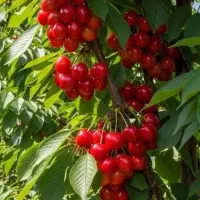 گیلاس در سنندج