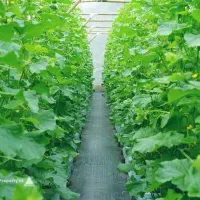 گلخانه فروشی