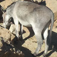 خر قاطری