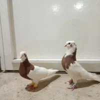 دو جفت بهبهانی
