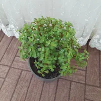 درختچه کراسولا خرفه ای|گل و گیاه طبیعی|اردبیل, |دیوار