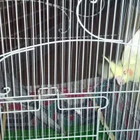 چندعدد پرنده به فروش میرسد