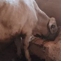 گاو