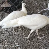 طاووس|پرنده|مشهد, شهید بهشتی|دیوار