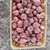 پیاز کوردی ( گازرخانی )|عمده‌فروشی|جوانرود, |دیوار