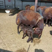 گوسفند