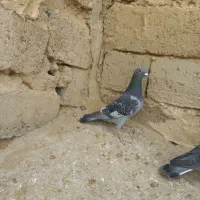 جفت نروماده|پرنده|زهک, |دیوار