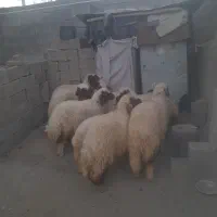 فروش ۱۰عددبره ماده سنجابی اصیل|حیوانات مزرعه|کرمانشاه, |دیوار