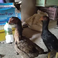 مرغ لاری|حیوانات مزرعه|موچش, |دیوار