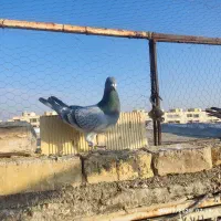 کبوتر پلاکی مسافتی|پرنده|مبارکه, |دیوار