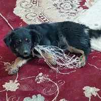 سگ پا کوتاه