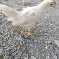 جوجه مرغ تخم گزار