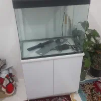 اکواریم شرکتی