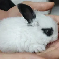 بچه خرگوش لوپ