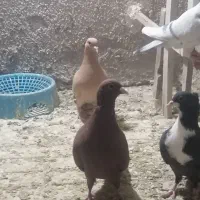 زرد و سرخ جفت