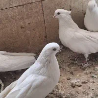 کبوتر نوک ریز