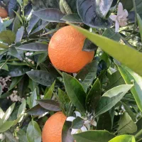 فروش پرتقال
