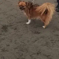 پامر روباهی