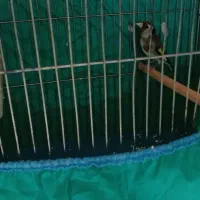 ماده سهره تاتی بده