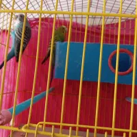 مرغ عشق|پرنده|آباده, |دیوار