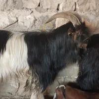 ۱راس نر بز جوان