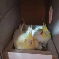 چهار جفت عروس هلندی رو تخم و جوجه|پرنده|قم, ارم|دیوار