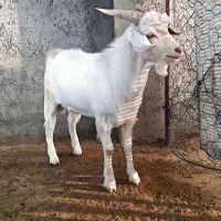 ۴عدد بزغاله نر سانن