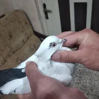 کبوتر
