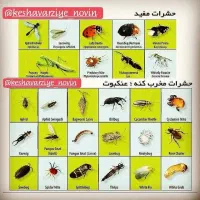 سمپاشی منازل پاکسازی ساس سم پاشی سوسک|خدمات نظافت|فردیس, دهکده|دیوار