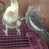 عروس هلندی نژاد گل باقالی و خاکستری