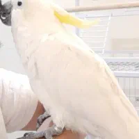 طوطی کاکادو|پرنده|کرمانشاه, |دیوار