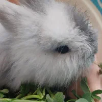 فروش خرگوش مینیاتوری