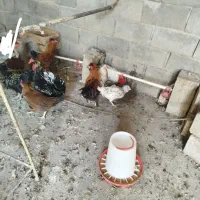 مرغ.خروس.گردن لخت.گردن ریت.فرفری|حیوانات مزرعه|امیدیه, |دیوار